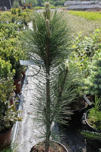 Borovice černá 'Fastigiata' - Pinus nigra 'Fastigiata'