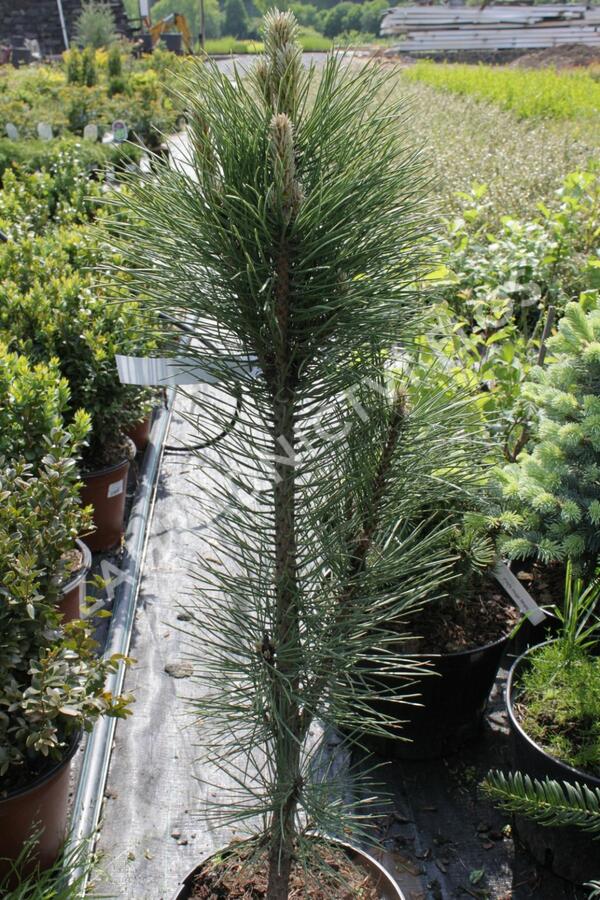 Borovice černá 'Fastigiata' - Pinus nigra 'Fastigiata'