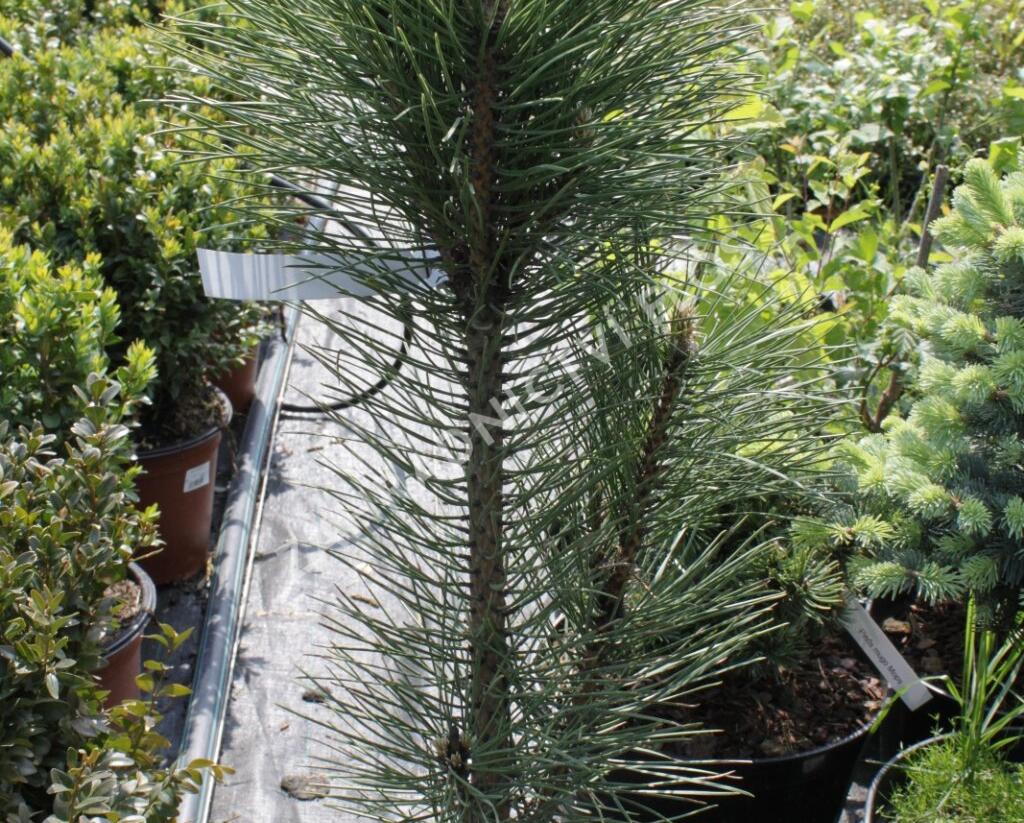 Borovice černá 'Fastigiata' - Pinus nigra 'Fastigiata'