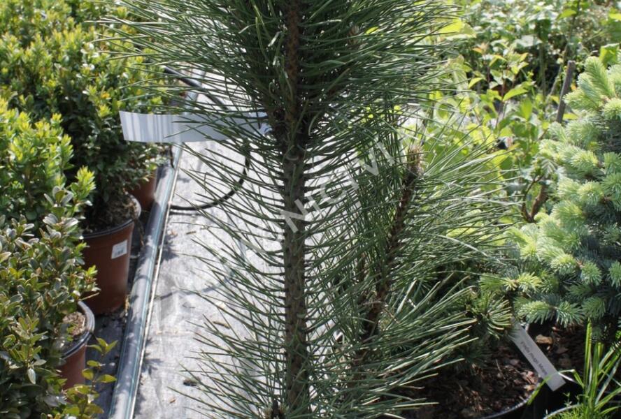 Borovice černá 'Fastigiata' - Pinus nigra 'Fastigiata'
