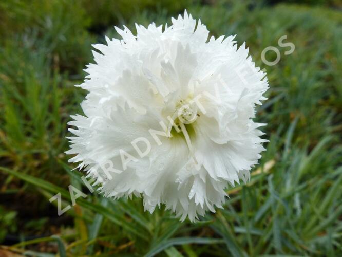 Hvozdík péřitý 'Albus' - Dianthus plumarius 'Albus'