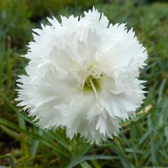 Hvozdík péřitý 'Albus' - Dianthus plumarius 'Albus'