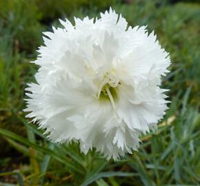 Hvozdík péřitý 'Albus' - Dianthus plumarius 'Albus'