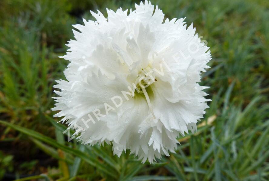 Hvozdík péřitý 'Albus' - Dianthus plumarius 'Albus'