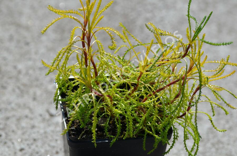 Svatolina 'Lemon Fizz' - Santolina viridis 'Lemon Fizz'