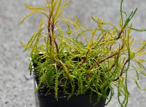 Svatolina 'Lemon Fizz' - Santolina viridis 'Lemon Fizz'