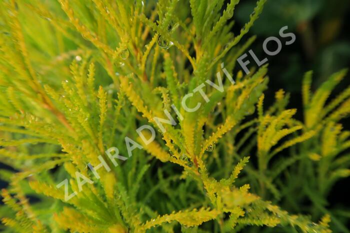 Svatolina 'Lemon Fizz' - Santolina viridis 'Lemon Fizz'