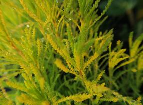 Svatolina 'Lemon Fizz' - Santolina viridis 'Lemon Fizz'