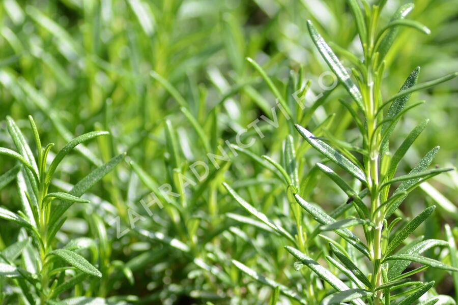 Rozmarýn lékařský 'Perigold' - Rosmarinus officinalis 'Perigold'