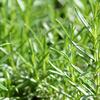 rozmarn lkask Perigold - Rosmarinus officinalis Perigold