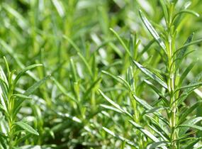 Rozmarýn lékařský 'Perigold' - Rosmarinus officinalis 'Perigold'
