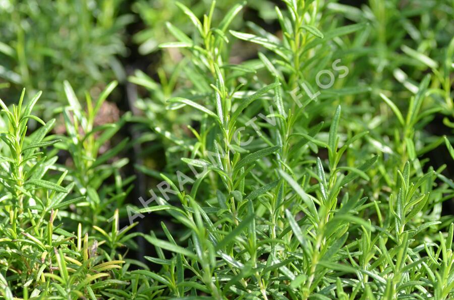 Rozmarýn lékařský 'Perigold' - Rosmarinus officinalis 'Perigold'
