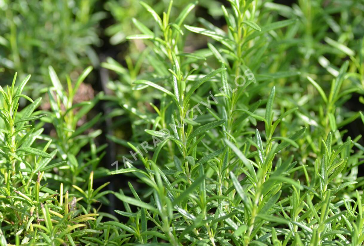 Rozmarýn lékařský 'Perigold' - Rosmarinus officinalis 'Perigold'