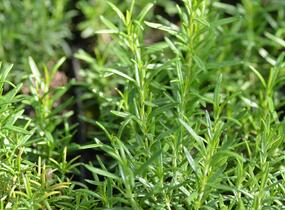 Rozmarýn lékařský 'Perigold' - Rosmarinus officinalis 'Perigold'