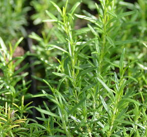 Rozmarýn lékařský 'Perigold' - Rosmarinus officinalis 'Perigold'