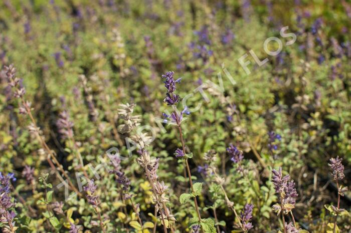 Šanta 'Grog Lemon' - Nepeta x faassenii 'Grog Lemon'