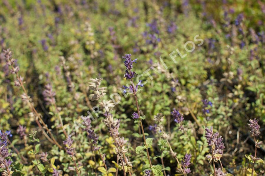 Šanta 'Grog Lemon' - Nepeta x faassenii 'Grog Lemon'