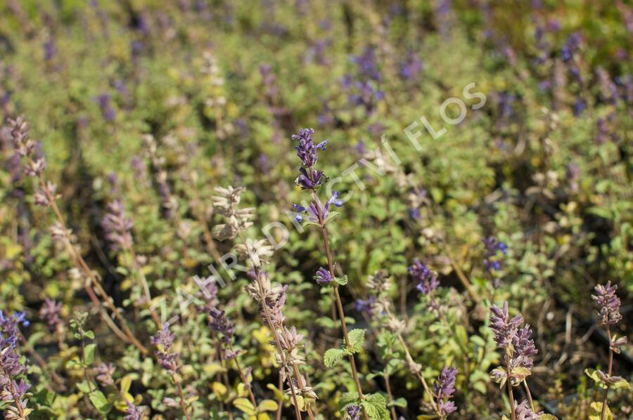 Šanta 'Grog Lemon' - Nepeta x faassenii 'Grog Lemon'