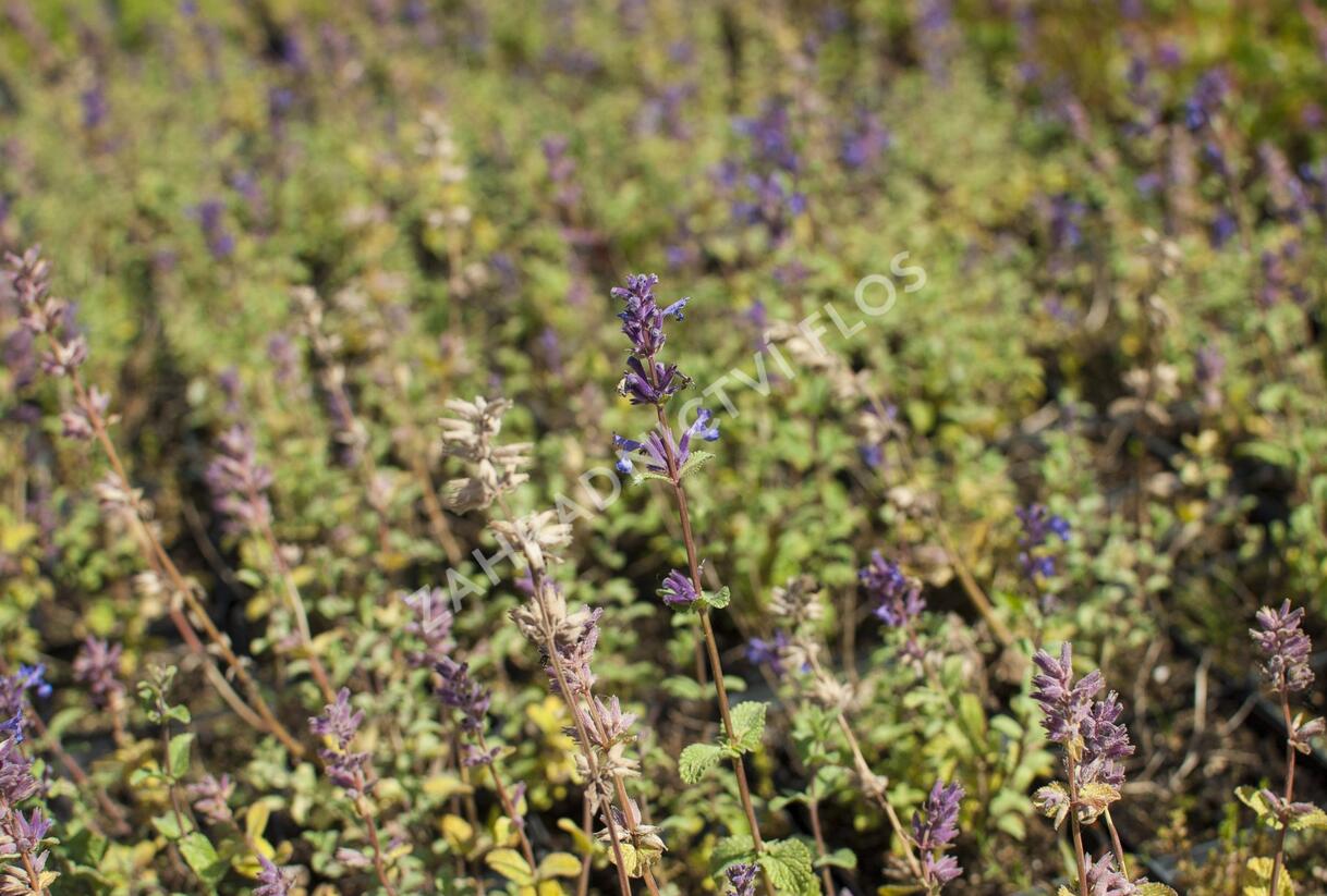 Šanta zkřížená 'Grog Lemon' - Nepeta x faassenii 'Grog Lemon'