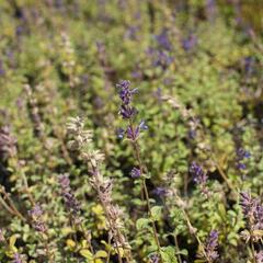 Šanta 'Grog Lemon' - Nepeta x faassenii 'Grog Lemon'