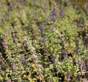 Šanta 'Grog Lemon' - Nepeta x faassenii 'Grog Lemon'