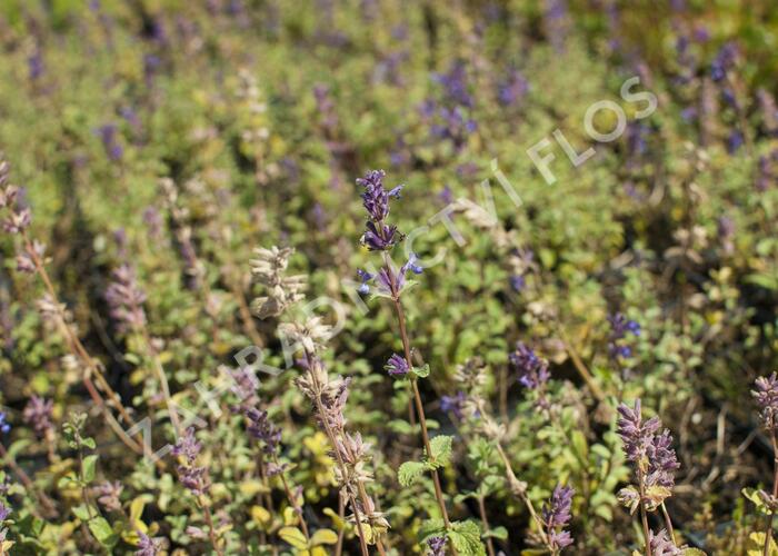 Šanta 'Grog Lemon' - Nepeta x faassenii 'Grog Lemon'