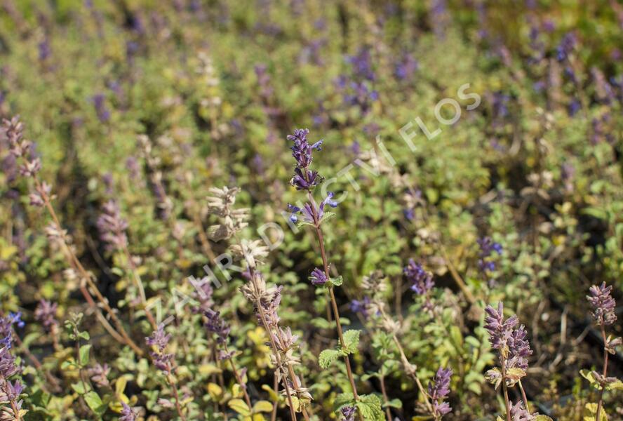 Šanta zkřížená 'Grog Lemon' - Nepeta x faassenii 'Grog Lemon'
