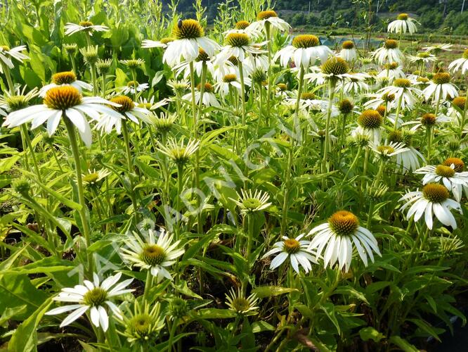 Třapatkovka nachová 'Baby Swan White' - Echinacea purpurea 'Baby Swan White'