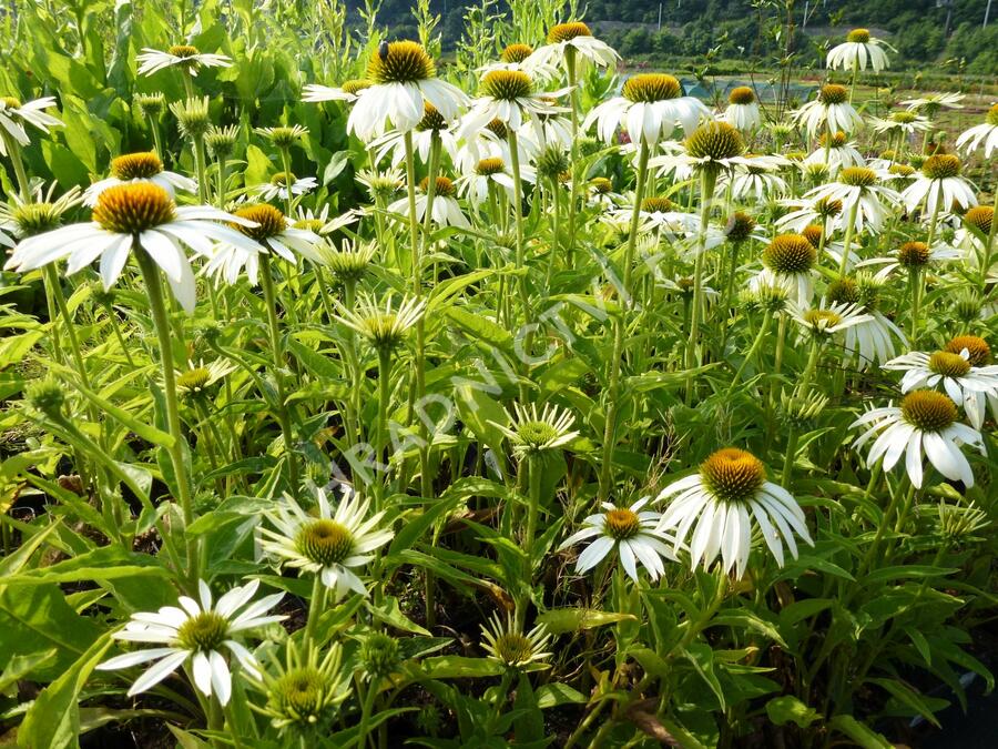 Třapatkovka nachová 'Baby Swan White' - Echinacea purpurea 'Baby Swan White'