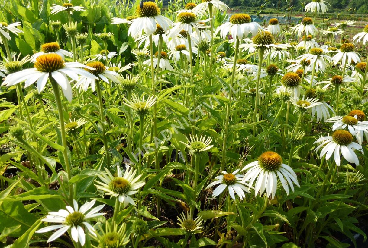 Třapatkovka nachová 'Baby Swan White' - Echinacea purpurea 'Baby Swan White'