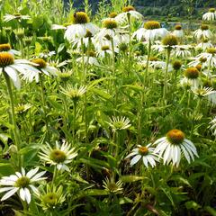 Třapatkovka nachová 'Baby Swan White' - Echinacea purpurea 'Baby Swan White'