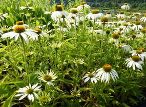 Třapatkovka nachová 'Baby Swan White' - Echinacea purpurea 'Baby Swan White'