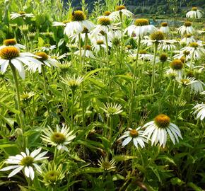 Třapatkovka nachová 'Baby Swan White' - Echinacea purpurea 'Baby Swan White'