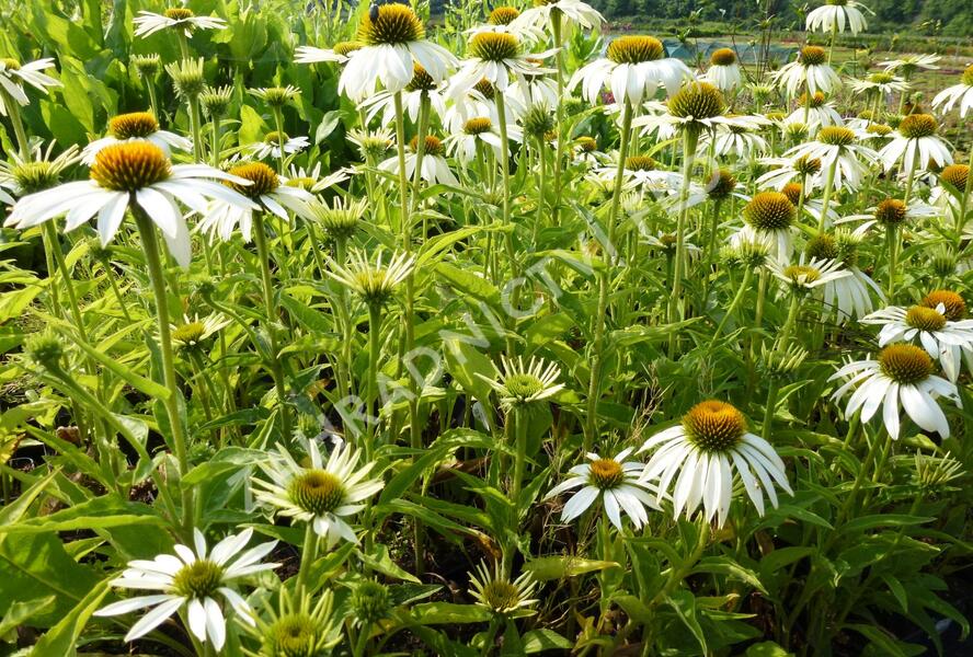 Třapatkovka nachová 'Baby Swan White' - Echinacea purpurea 'Baby Swan White'