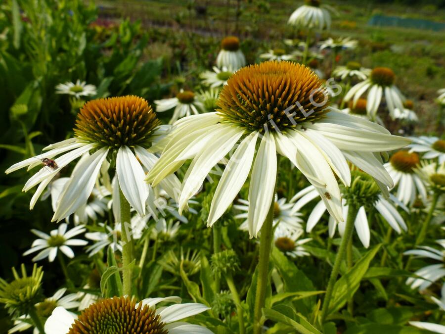 Třapatkovka nachová 'Baby Swan White' - Echinacea purpurea 'Baby Swan White'