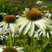 Třapatkovka nachová 'Baby Swan White' - Echinacea purpurea 'Baby Swan White'