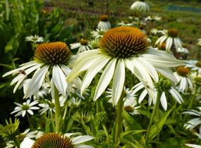 Třapatkovka nachová 'Baby Swan White' - Echinacea purpurea 'Baby Swan White'