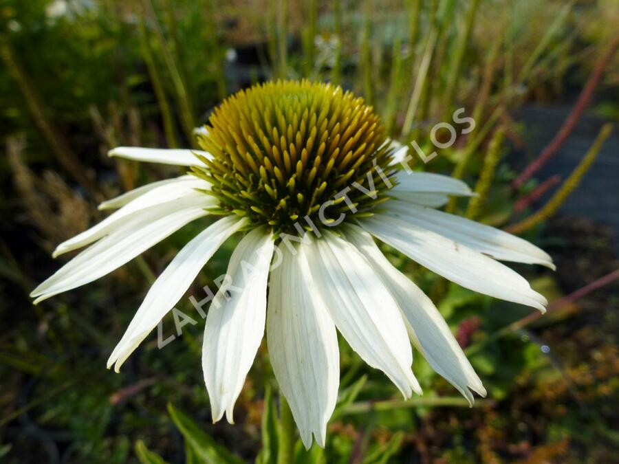 Třapatkovka nachová 'Baby Swan White' - Echinacea purpurea 'Baby Swan White'