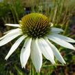 Třapatkovka nachová 'Baby Swan White' - Echinacea purpurea 'Baby Swan White'