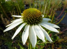Třapatkovka nachová 'Baby Swan White' - Echinacea purpurea 'Baby Swan White'