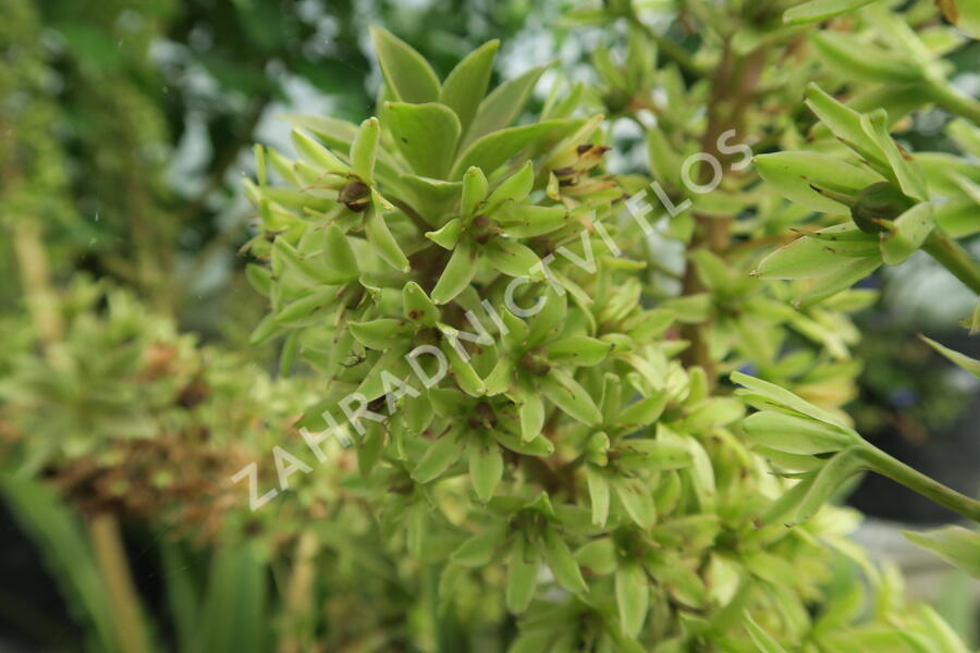 Chocholatice tečkovaná 'Sparkling Rosy' - Eucomis comosa 'Sparkling Rosy'