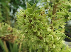 Chocholatice tečkovaná 'Sparkling Rosy' - Eucomis comosa 'Sparkling Rosy'