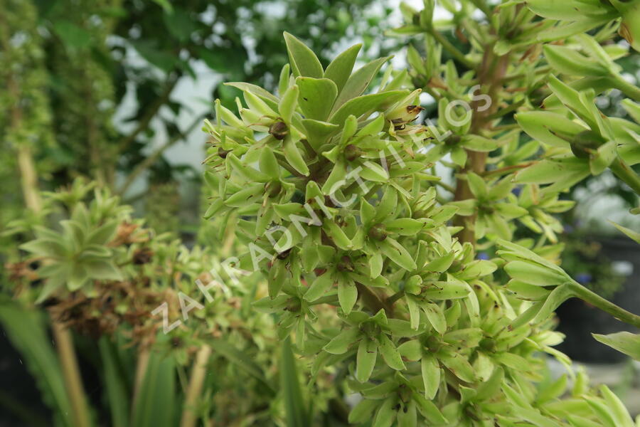 Chocholatice tečkovaná 'Sparkling Rosy' - Eucomis comosa 'Sparkling Rosy'