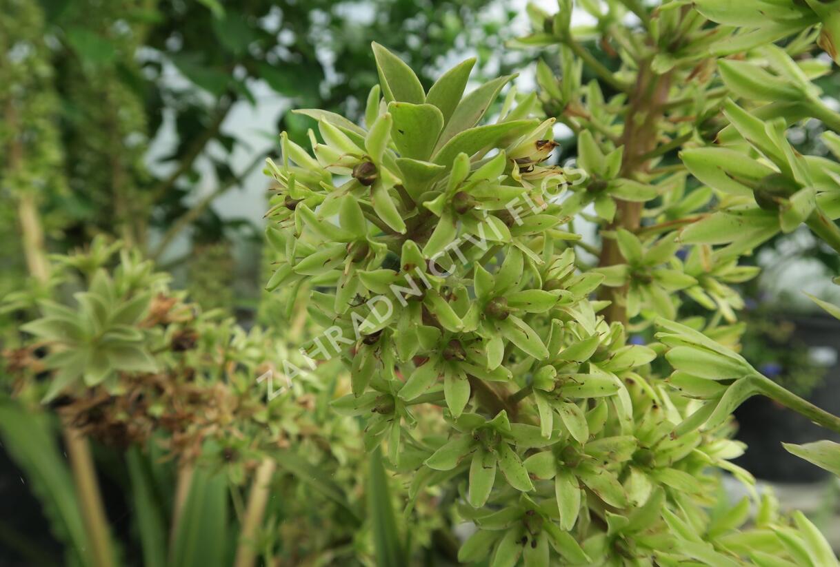 Chocholatice tečkovaná 'Sparkling Rosy' - Eucomis comosa 'Sparkling Rosy'