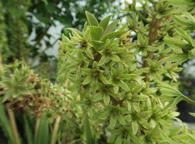Chocholatice tečkovaná 'Sparkling Rosy' - Eucomis comosa 'Sparkling Rosy'