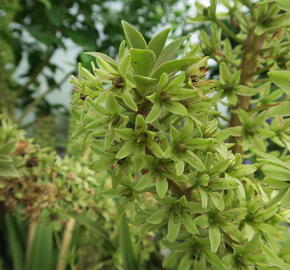 Chocholatice tečkovaná 'Sparkling Rosy' - Eucomis comosa 'Sparkling Rosy'