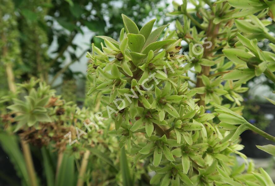 Chocholatice tečkovaná 'Sparkling Rosy' - Eucomis comosa 'Sparkling Rosy'