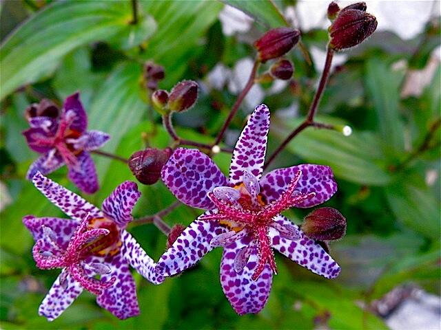 Liliovka, hadí lilie 'Dark Form' - Tricyrtis formosana 'Dark Form'