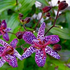 Liliovka, hadí lilie 'Dark Beauty' - Tricyrtis formosana 'Dark Beauty'