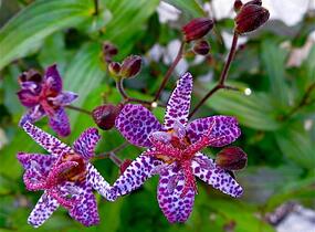 Liliovka, hadí lilie 'Dark Form' - Tricyrtis formosana 'Dark Form'